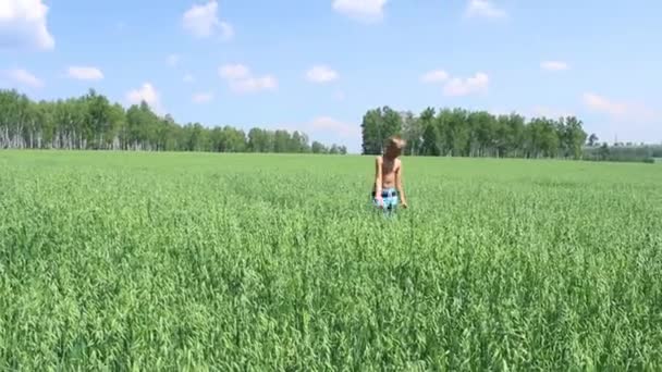 Un niño camina en un campo de grano — Vídeo de stock