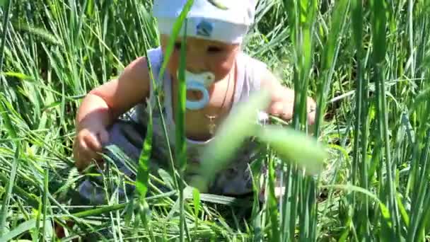 A child plays in a field of grain — Stock Video