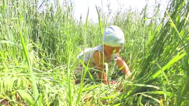 O bebê rasteja em um campo de cereais — Vídeo de Stock