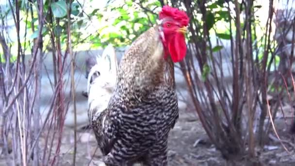 A rooster walks on the farm — Stock Video