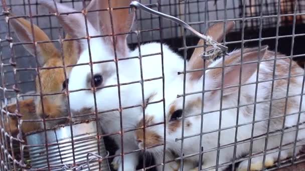 농장에서 토끼 — 비디오