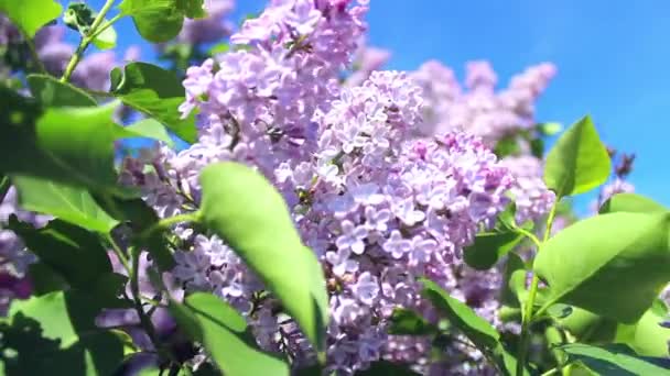 Des lilas en fleurs dans le parc — Video