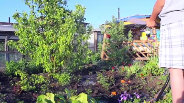 El muchacho derrama agua sobre las plantas — Vídeos de Stock