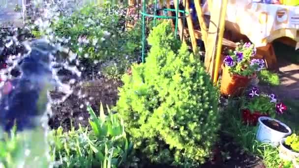 Поливать растения в жаркий день — стоковое видео