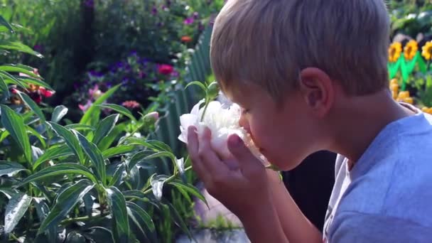 Het kind inhaleert de geur van bloeiende bloemen — Stockvideo