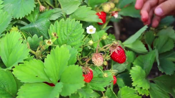 Dítě jíst čerstvé zahradní jahody — Stock video