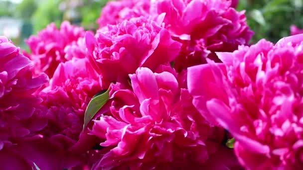 Fiore di peonia rosa in primavera — Video Stock