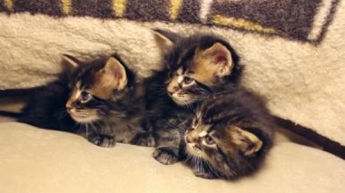 komik yavru kedi etrafa