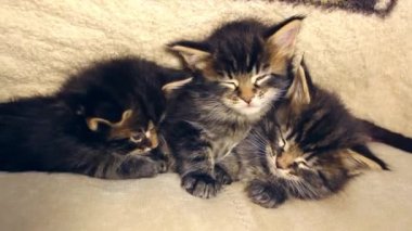 Onunla birlikte uyumak komik tatlı yavru kedi