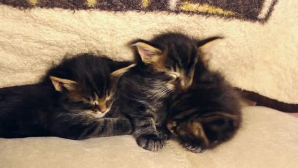 Милые котята обнимают друг друга во сне — стоковое видео
