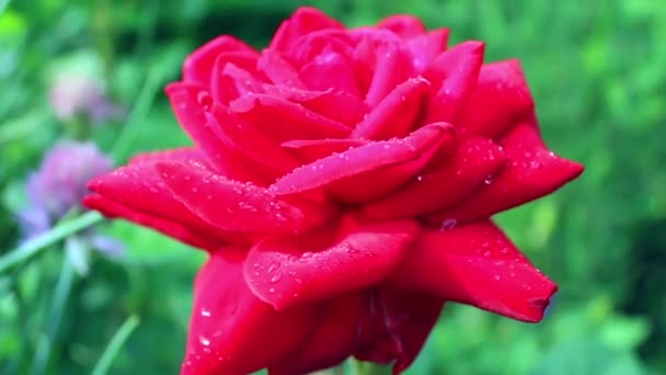 Fiore di rosa vivo con goccioline d'acqua sui petali — Video Stock