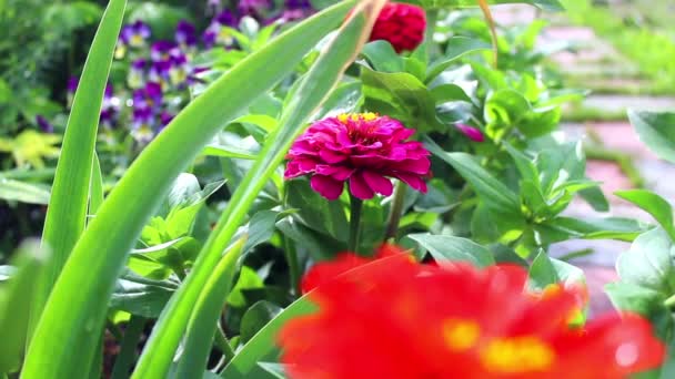 Клумбі Квіти садові — стокове відео