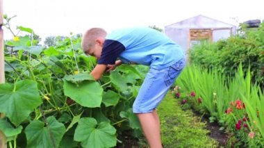 çocuk bahçesinde salatalık toplar