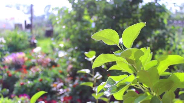 Regen an einem sonnigen Tag im Park — Stockvideo