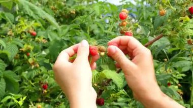 Kız malzeme çekme olgun çilek