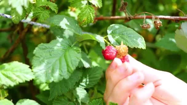 Mädchen pflückt reife Beeren — Stockvideo