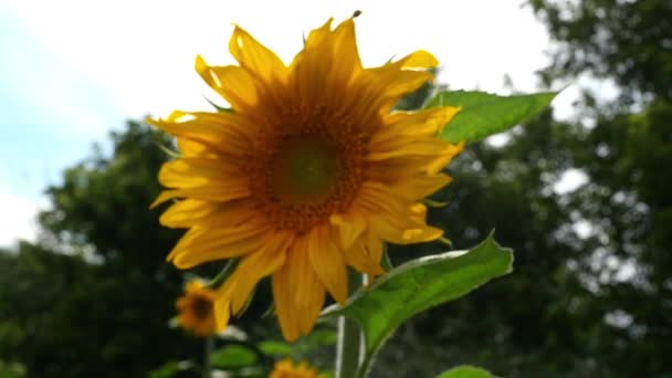 Blume der Sonnenblume aus nächster Nähe — Stockvideo