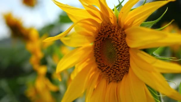 Blühendes Feld von Sonnenblumen — Stockvideo