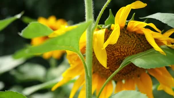 ひまわりの花が閉じて — ストック動画