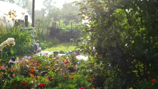 Sommarregn i parken på en solig dag — Stockvideo
