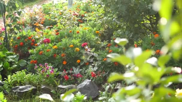 Pluie d'été dans le parc par une journée ensoleillée — Video