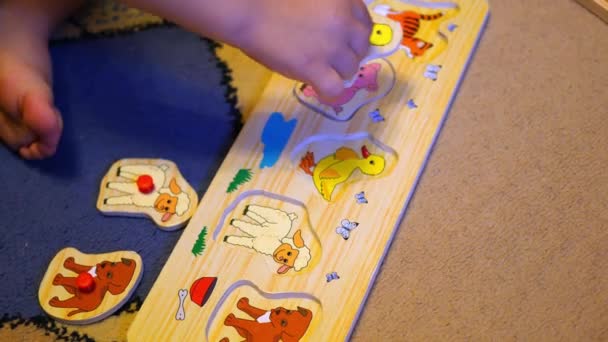 The child assembles a puzzle with animals — Stock Video