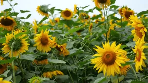 Bellissimo campo di girasoli vicino . — Video Stock