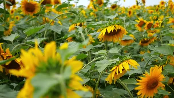 Schönes Feld von Sonnenblumen in der Nähe. — Stockvideo