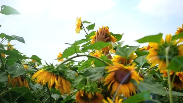 Eine Hand berührt das Gesicht einer Sonnenblume — Stockvideo
