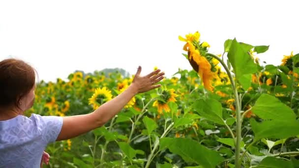 The girl runs in a field of sunflowers — Stock Video