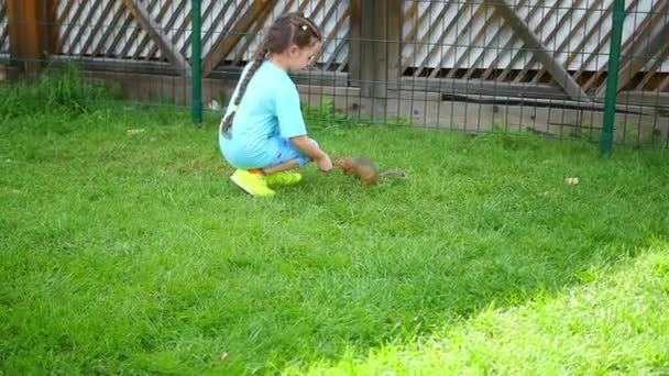 Девушка кормит пушистых животных — стоковое видео
