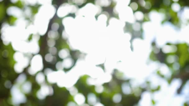 le bokeh dans la couronne de l'arbre au soleil 