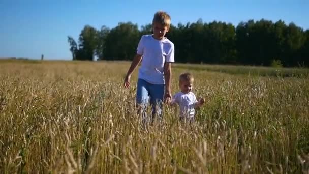 Children walk through a wheat field — Stock Video