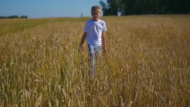 Niño feliz divirtiéndose en el campo de trigo — Vídeo de stock