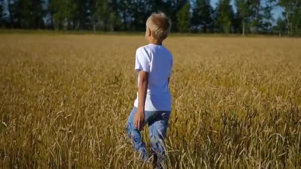 Happy child having fun in the wheat field — Stock Video