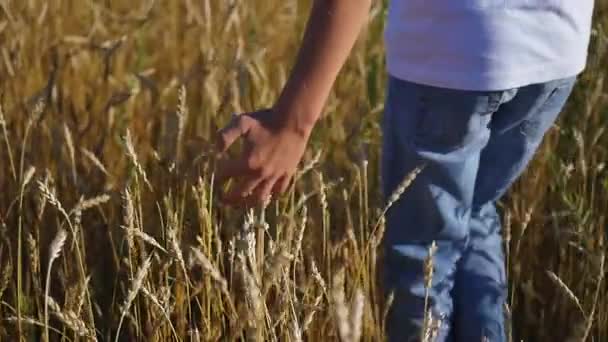 Mano de niño toca las orejas en un campo de trigo — Vídeos de Stock