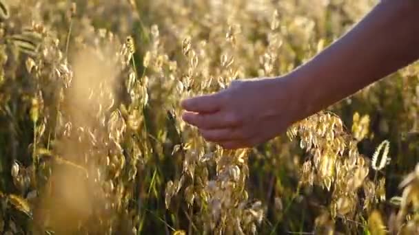 Mano de niño toca las orejas en un campo — Vídeos de Stock