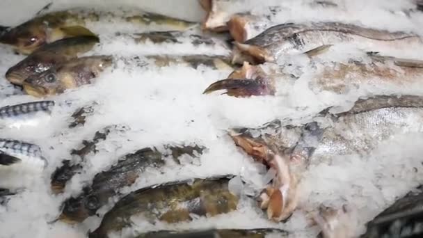 Fisken är färskfryst i is — Stockvideo