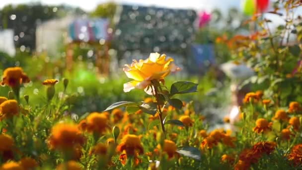 Blume und Bokeh mit Wasserspritzern bei Sonnenuntergang — Stockvideo