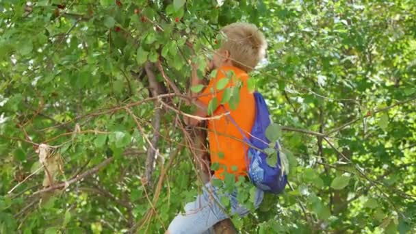 Het kind klom de boom en pikt appels — Stockvideo