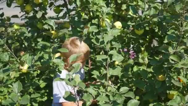 Das Kind pflückt einen Apfel und isst — Stockvideo