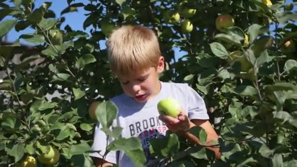 Το παιδί κοντά μηλιάς τρώγοντας ένα μήλο — Αρχείο Βίντεο