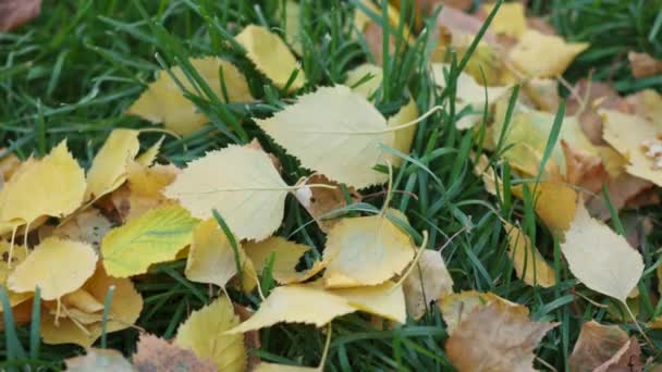 Feuilles d'automne colorées allongées sur une herbe — Video