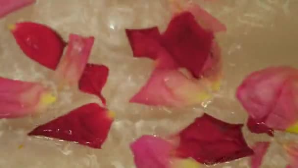 Rose petals in the water — Stock Video