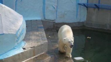 Novosibirsk, Rusya - Eylül 15,2016: kutup ayısı büyük kuş kafesi içinde yürüyüş