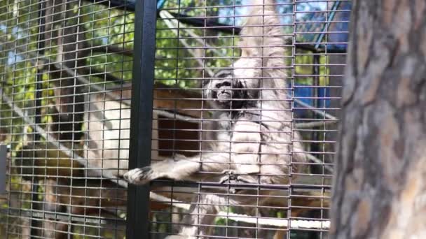 新西伯利亚，俄罗斯-9 月 15,2016︰ 有趣的猴子挂在笼子上 — 图库视频影像