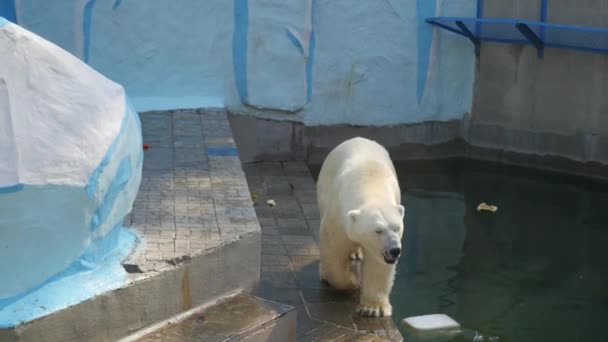 NOVOSIBIRSK, RUSIA - 15 de septiembre de 2016: oso polar caminando en el aviario — Vídeos de Stock