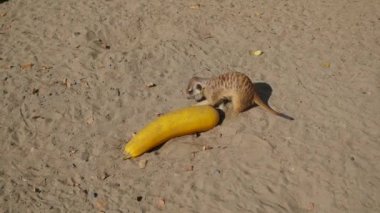 Kumu kazan mirketler