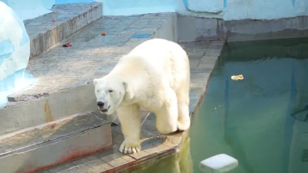 NOVOSIBIRSK, RUSSIE - 15 septembre 2016 : ours polaire marchant dans la volière — Video
