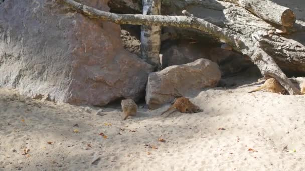 Suricates creuser dans le sable — Video